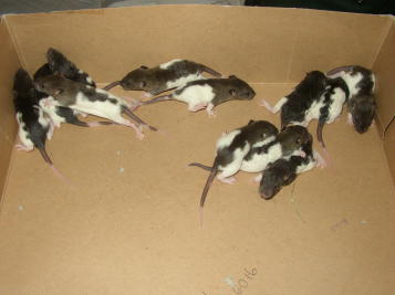 rats4.jpg